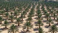 كيفية زراعة النخيل