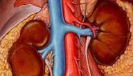 صورة مقال أسباب مرض الكلى
