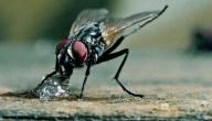 صورة مقال معلومات عن الذباب وجوانب الإعجاز في خلقه