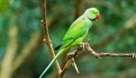 صورة مقال أنواع الببغاء الأخضر