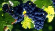 صورة مقال أضرار العنب