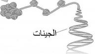 ما هو الجين