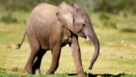صورة مقال صغير الفيل