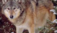 صورة مقال معلومات عن الذئب