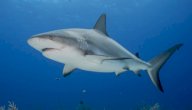 صورة مقال معلومات عن سمك قرش
