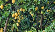 صورة مقال شجر الليمون