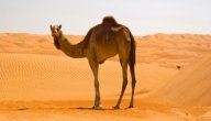 تكيف الجمل في الصحراء
