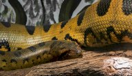 أكبر ثعبان بالعالم