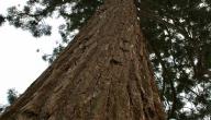 صورة مقال أضخم شجرة في العالم