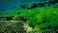 صورة مقال فوائد الطحالب