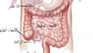صورة مقال كم طول الأمعاء الدقيقة في جسم الإنسان