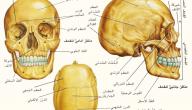 صورة مقال كم عدد عظام الجمجمة