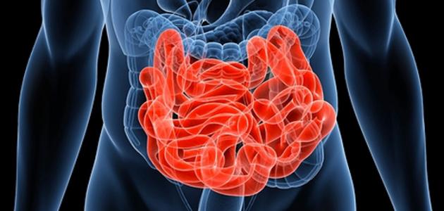 كم طول الأمعاء الدقيقة صورة مقال كم طول الأمعاء الدقيقة