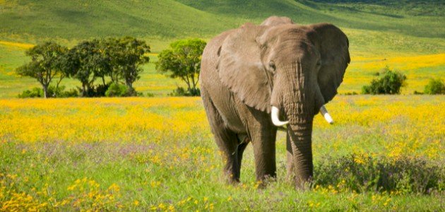 ما هو صوت الفيل صورة مقال ما هو صوت الفيل