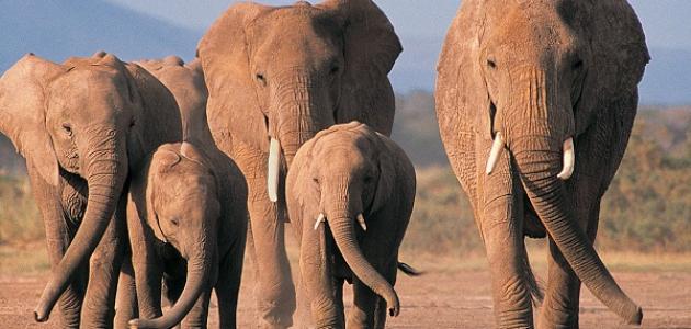 خصائص الثدييات صورة مقال خصائص الثدييات