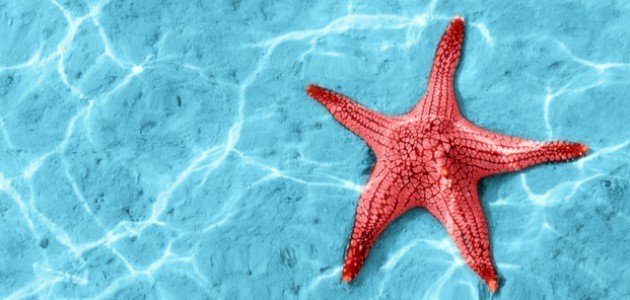 معلومات عن نجم البحر صورة مقال معلومات عن نجم البحر