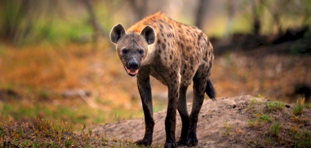 صوت الضبع صورة مقال صوت الضبع