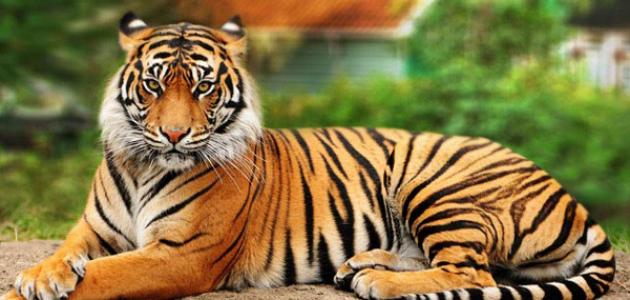 خصائص الفقاريات صورة مقال خصائص الفقاريات