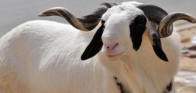 شروط الأضحية من الغنم صورة مقال شروط الأضحية من الغنم
