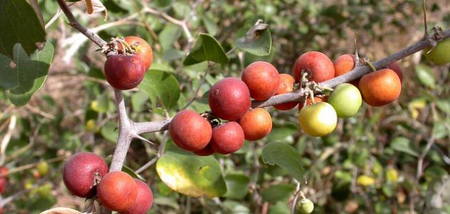 فاكهة النبق صورة مقال فاكهة النبق