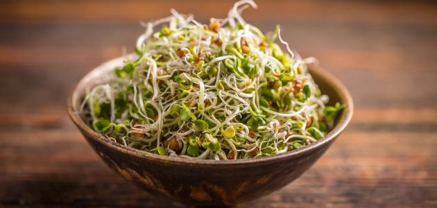 فوائد الحلبة المنبتة صورة مقال فوائد الحلبة المنبتة