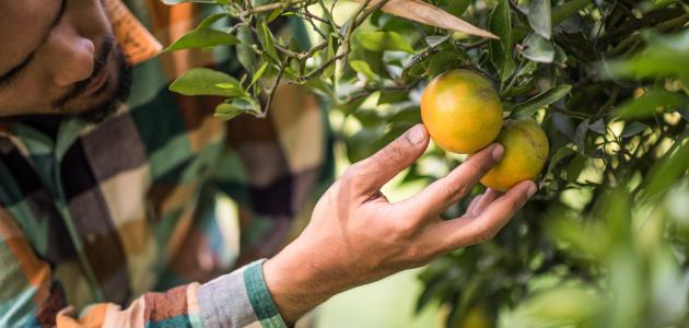 زكاة الزروع والثمار صورة مقال زكاة الزروع والثمار