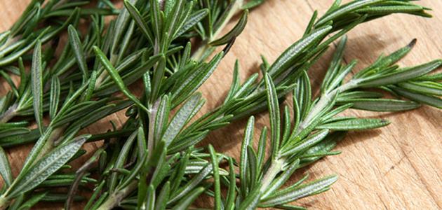 فوائد إكليل الجبل للشعر المجعد صورة مقال فوائد إكليل الجبل للشعر المجعد