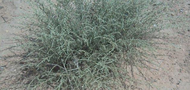 فوائد الشيح للبشرة صورة مقال فوائد الشيح للبشرة