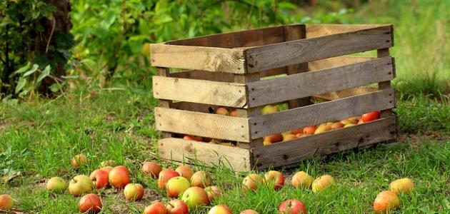 عدد شروط وجوب الزكاة في الحبوب والثمار صورة مقال عدد شروط وجوب الزكاة في الحبوب والثمار