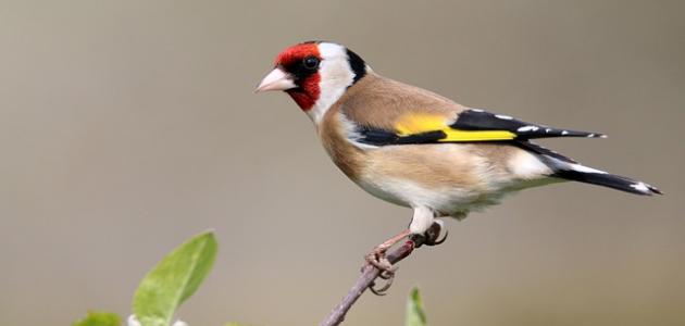 صوت عصفور الحسون صورة مقال صوت عصفور الحسون