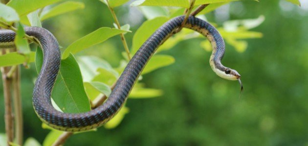 عدد فقرات العمود الفقري للأفعى صورة مقال عدد فقرات العمود الفقري للأفعى