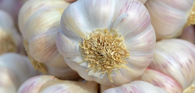 طريقة استخدام الثوم لإنبات الشعر صورة مقال طريقة استخدام الثوم لإنبات الشعر