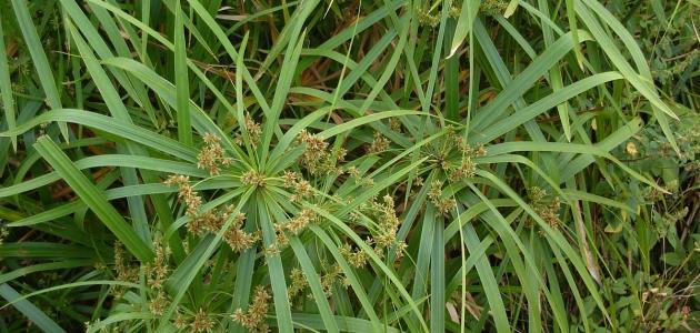 أضرار زيت نبات السعد صورة مقال أضرار زيت نبات السعد