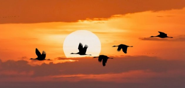 أسباب هجرة الطيور وأهدافها وموعدها صورة مقال أسباب هجرة الطيور وأهدافها وموعدها