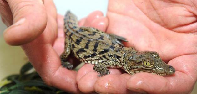 اسم صغير التمساح صورة مقال اسم صغير التمساح