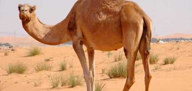 أقوى ذاكرة حيوان صورة مقال أقوى ذاكرة حيوان