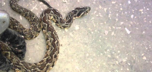 الفرق بين الثعبان والأفعى صورة مقال الفرق بين الثعبان والأفعى