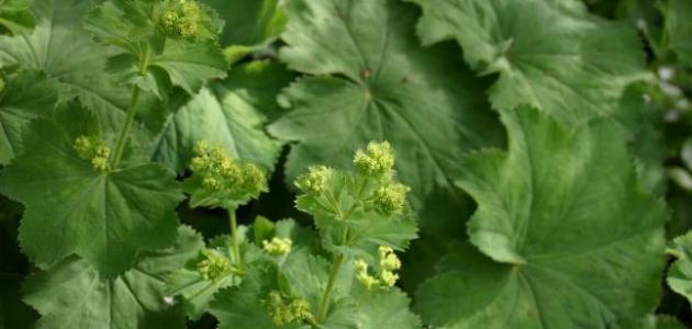 طريقة استخدام عباءة السيدة صورة مقال طريقة استخدام عباءة السيدة