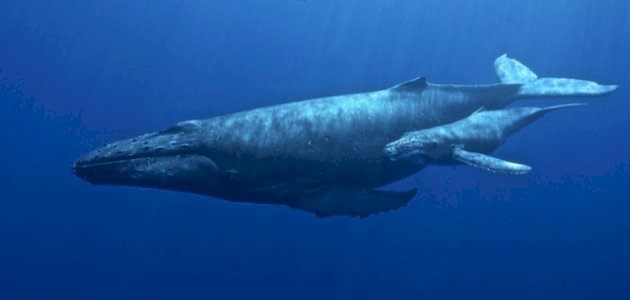 ما اسم صغير الحوت صورة مقال ما اسم صغير الحوت