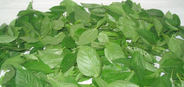 طريقة تجفيف الملوخية صورة مقال طريقة تجفيف الملوخية