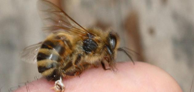 فوائد لسعة النحلة صورة مقال فوائد لسعة النحلة