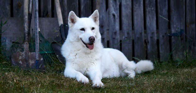 حكم بيع الكلاب صورة مقال حكم بيع الكلاب