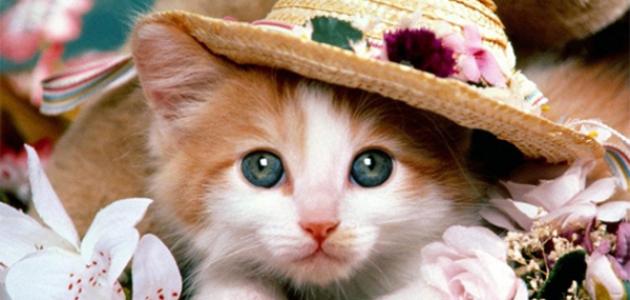 صفات ثانویة للحیوانات صورة مقال صفات ثانویة للحیوانات