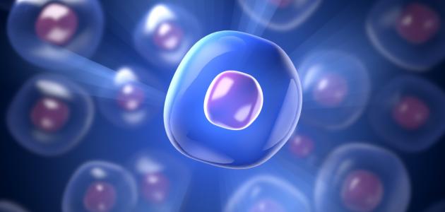 تركيب الخلية الحيوانية صورة مقال تركيب الخلية الحيوانية