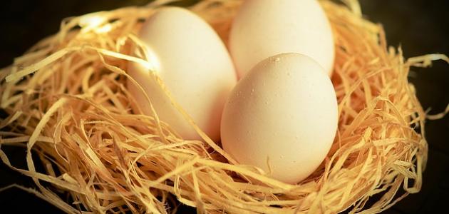 فوائد بيض الحمام للنطق صورة مقال فوائد بيض الحمام للنطق