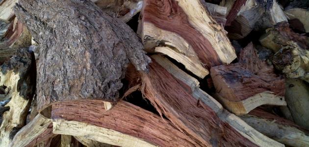 فوائد الطلح السوداني صورة مقال فوائد الطلح السوداني