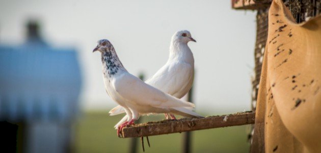 كيفية تربية الحمام صورة مقال كيفية تربية الحمام