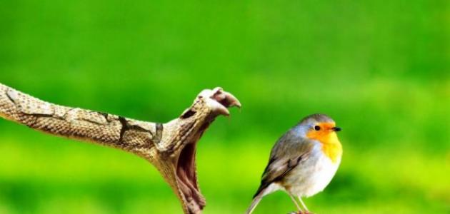 عبارات عن الخيانة والغدر صورة مقال عبارات عن الخيانة والغدر