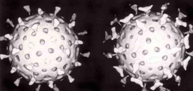 خصائص الفيروسات صورة مقال خصائص الفيروسات