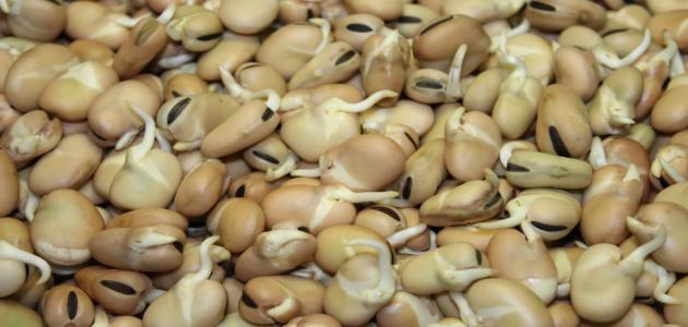 طريقة الفول النابت صورة مقال طريقة الفول النابت